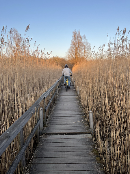 A bicycle on the middle of a planked pathway which is surrounded by reed